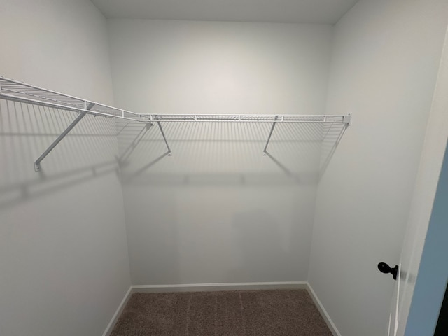 spacious closet featuring carpet