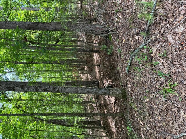 LOT159PH1SEC2 Piedmont Lake Rd, Pine Mountain, GA 31822 - photo 12