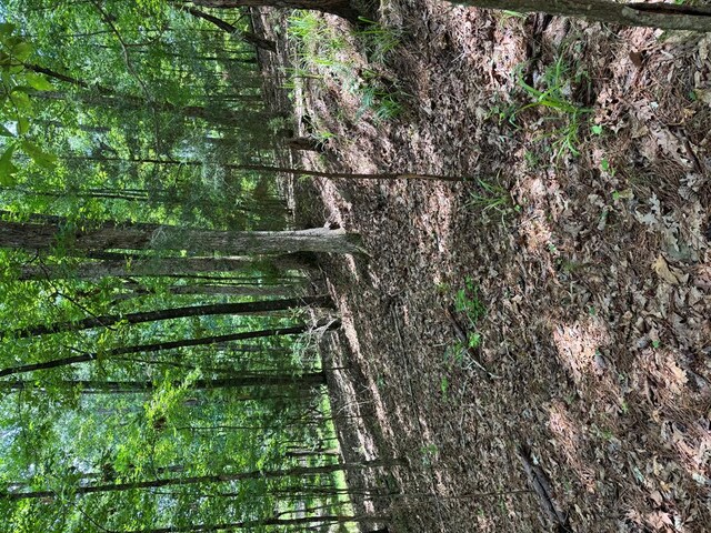 LOT159PH1SEC2 Piedmont Lake Rd, Pine Mountain, GA 31822 - photo 5