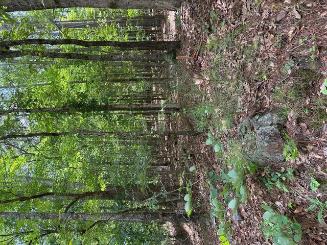 LOT159PH1SEC2 Piedmont Lake Rd, Pine Mountain, GA 31822 - photo 13