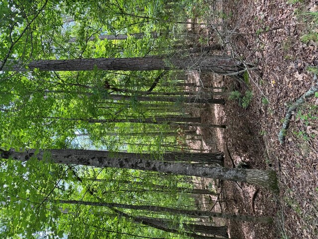 LOT159PH1SEC2 Piedmont Lake Rd, Pine Mountain, GA 31822 - photo 11