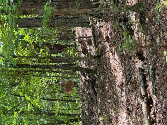 LOT159PH1SEC2 Piedmont Lake Rd, Pine Mountain, GA 31822 - photo 4