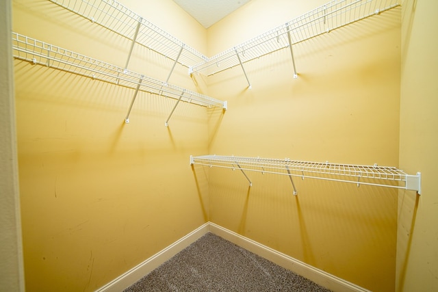 spacious closet featuring carpet flooring