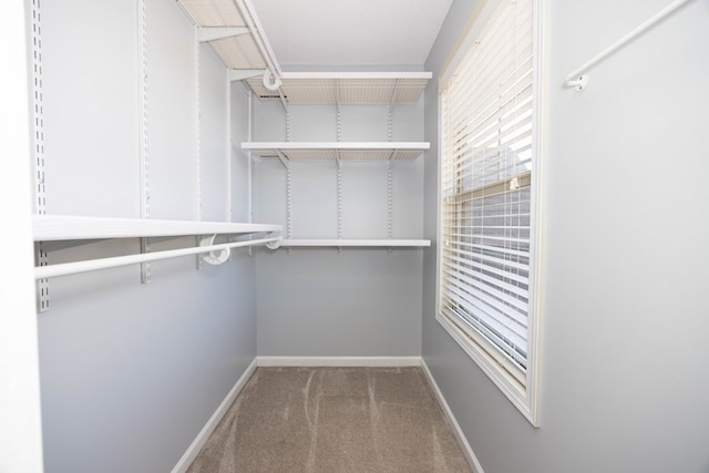 spacious closet featuring carpet flooring