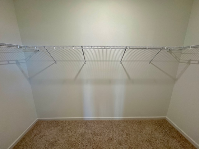 spacious closet featuring carpet floors