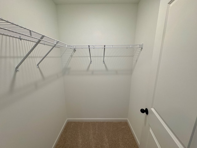 spacious closet featuring carpet