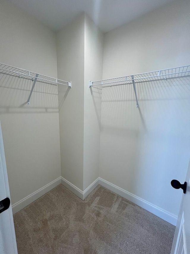 spacious closet featuring carpet floors