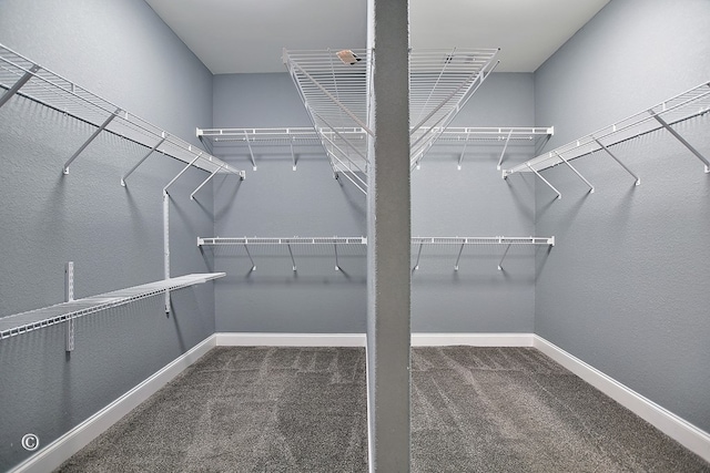 spacious closet featuring carpet