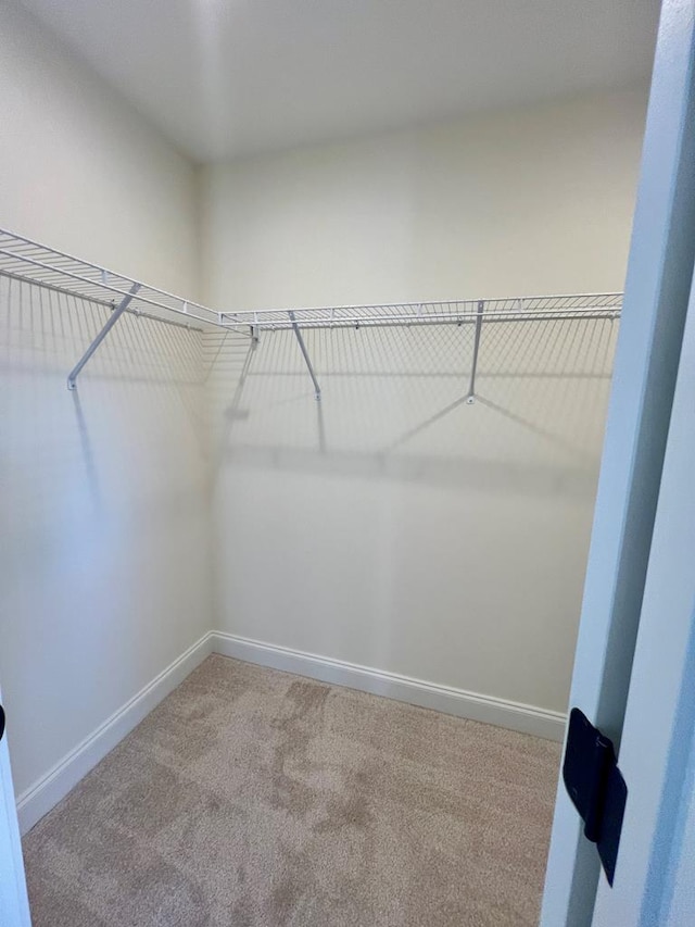 walk in closet featuring carpet flooring