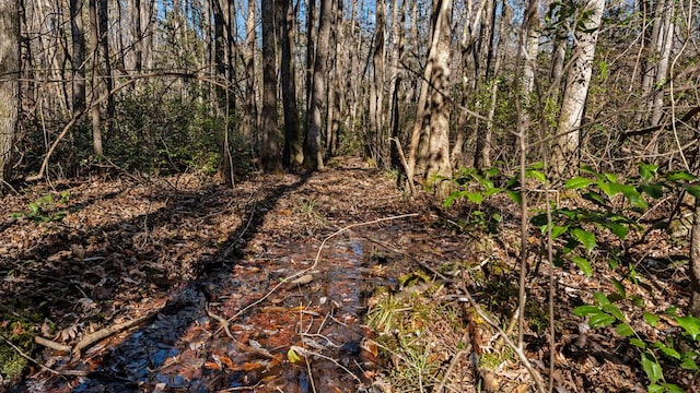 view of local wilderness