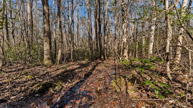 view of local wilderness