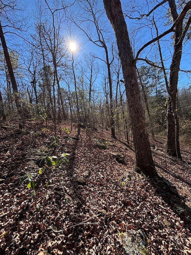 view of local wilderness