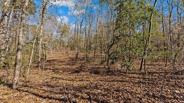 view of local wilderness