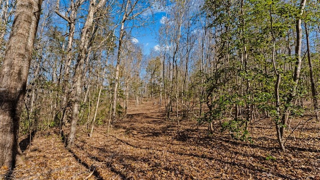 view of local wilderness