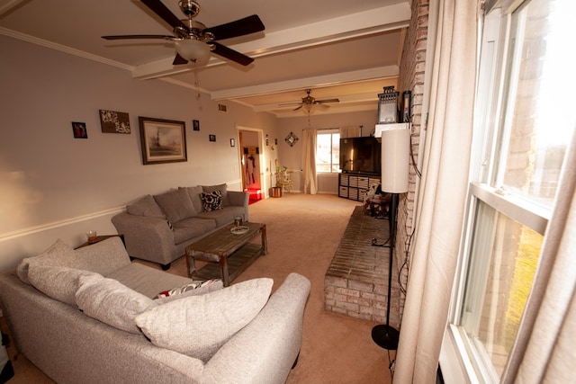 carpeted living room with visible vents, crown molding, beam ceiling, and a ceiling fan