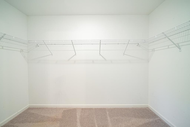 spacious closet featuring carpet floors