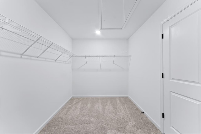 walk in closet featuring carpet flooring