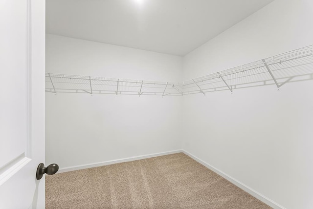 walk in closet featuring carpet flooring