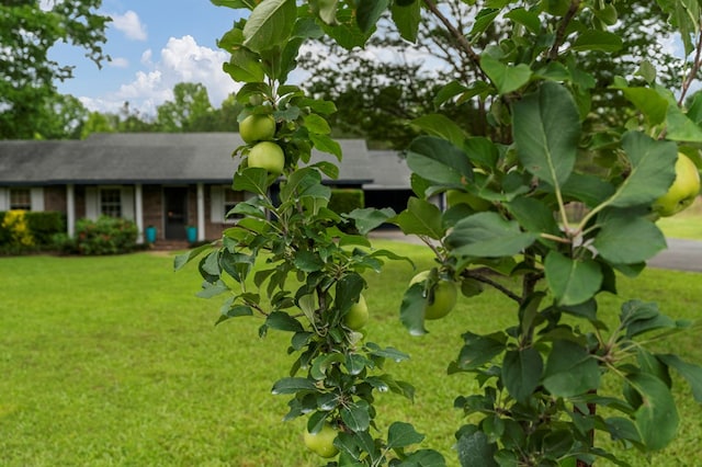 3264 Columbus Hwy, Box Springs, GA 31801 - view of front of house with a front lawn