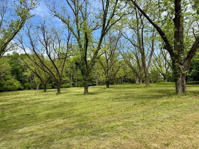 171 Jefferson Ave, Talbotton, GA 31827 - view of yard