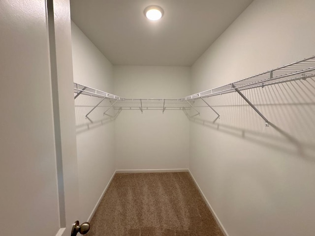 walk in closet featuring carpet flooring