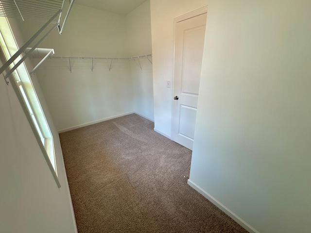 spacious closet featuring carpet floors