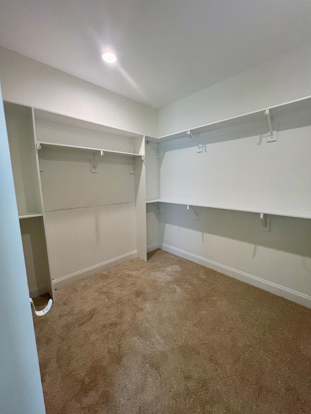 spacious closet featuring carpet