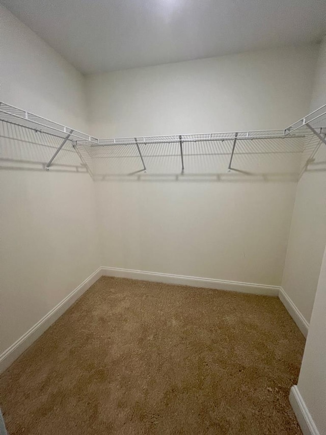 spacious closet featuring carpet flooring