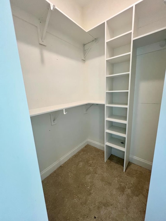 walk in closet with carpet floors