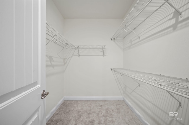 spacious closet with carpet flooring