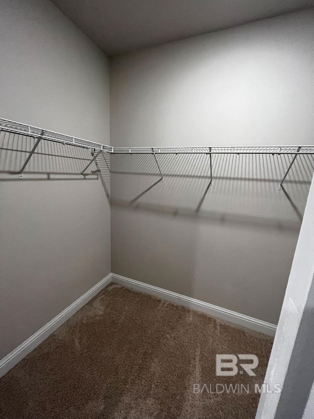 walk in closet featuring carpet flooring