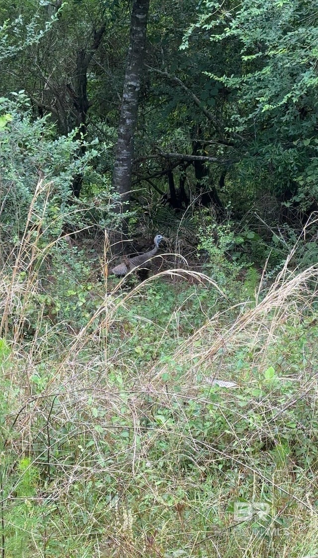 OO County Road 87, Elberta, AL 36530