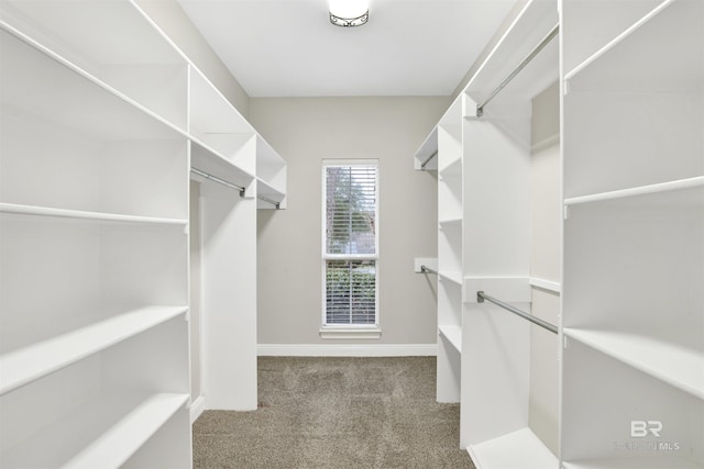 spacious closet featuring carpet floors