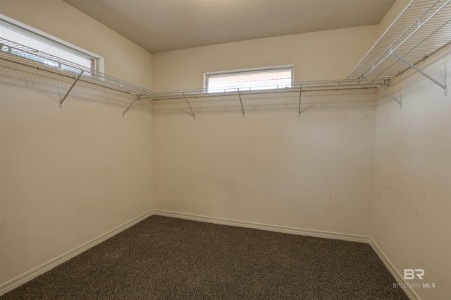 spacious closet featuring carpet flooring