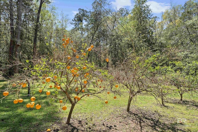 view of local wilderness