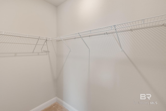 spacious closet featuring carpet flooring