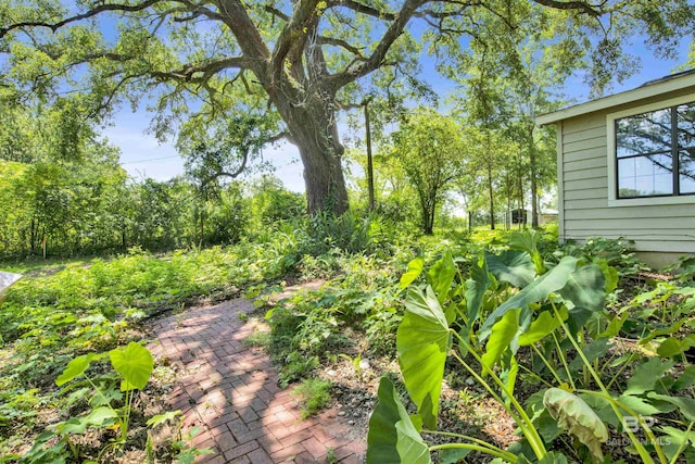 view of yard featuring a patio area