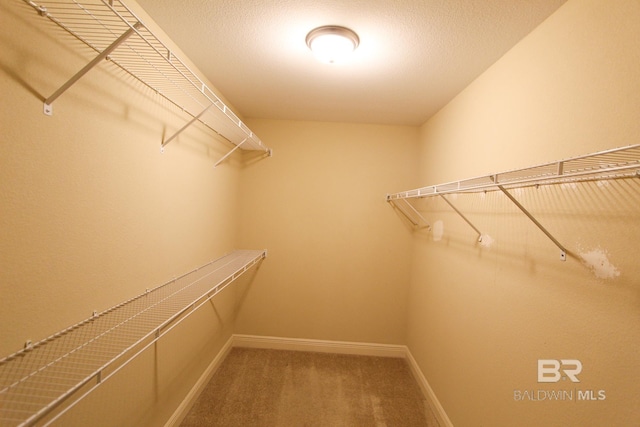 walk in closet with carpet flooring