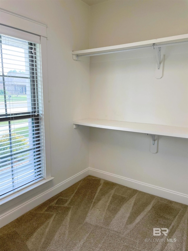 walk in closet with carpet flooring