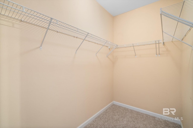 walk in closet featuring carpet floors