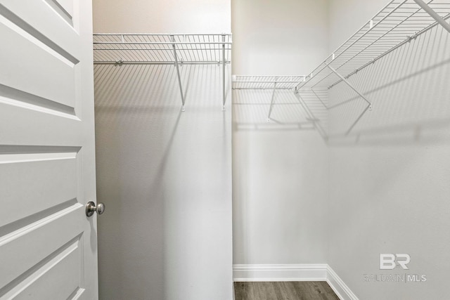 spacious closet featuring dark wood finished floors