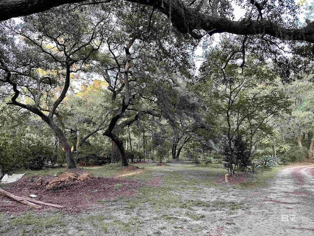 view of yard featuring a view of trees