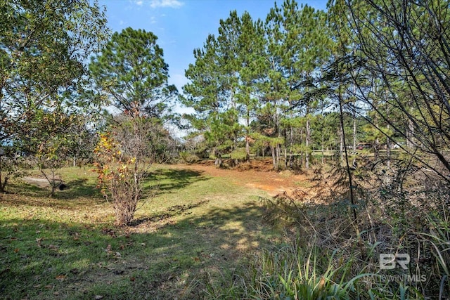 view of local wilderness