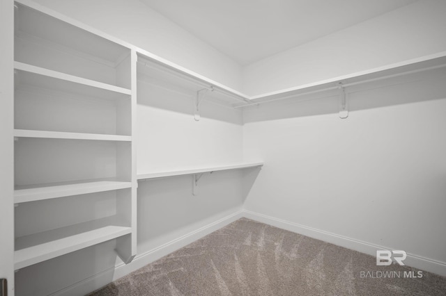 walk in closet featuring carpet