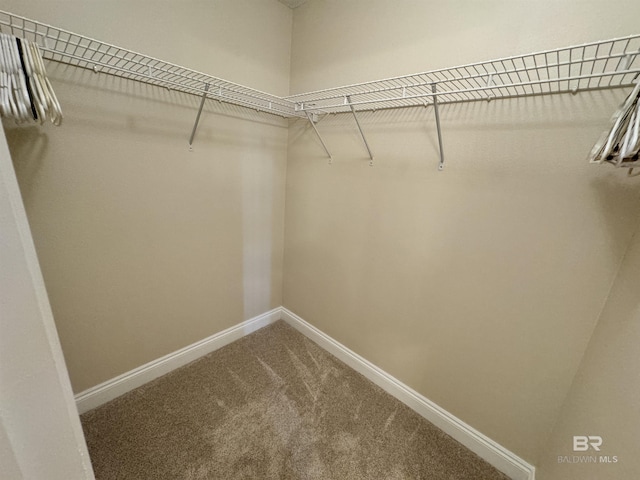 spacious closet featuring carpet