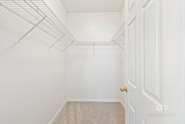 walk in closet with carpet flooring