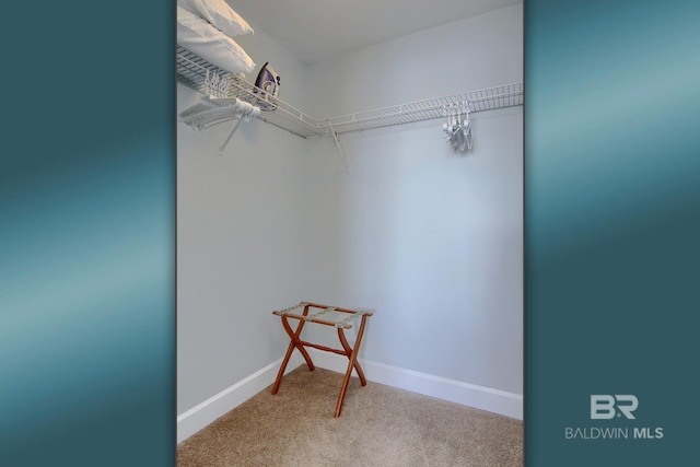 walk in closet featuring carpet flooring