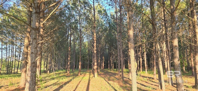 view of woods