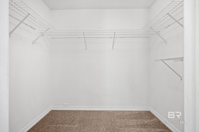 walk in closet featuring carpet flooring