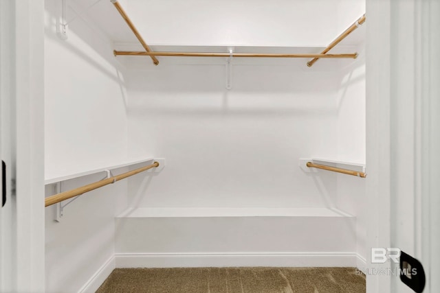 walk in closet with carpet flooring